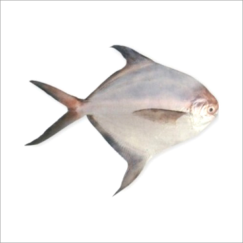 Dried Salted Roopchand Fish