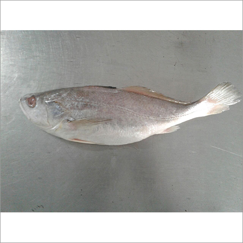 Dry Salted Catla Fish