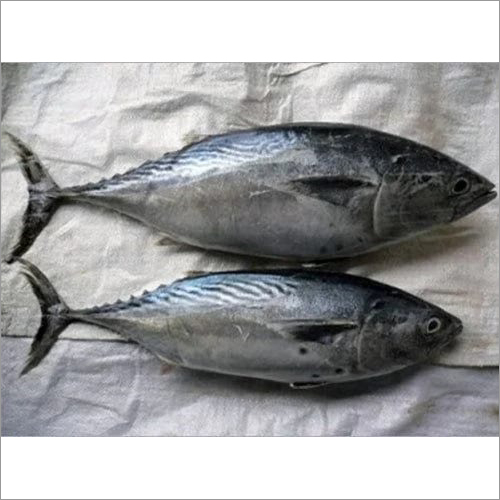 Fresh Tuna Fish