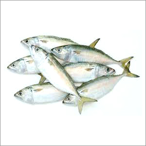 Fresh Silver Croaker Fish