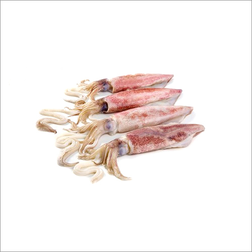 Raw Fresh Squid