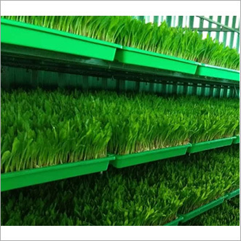 Hydroponic Green Fodder Machine
