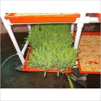 Hydroponic Green Fodder Machine