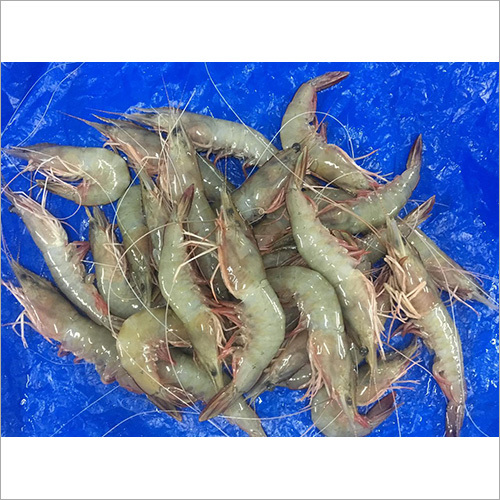 Frozen Hoso Vannamei Shrimps