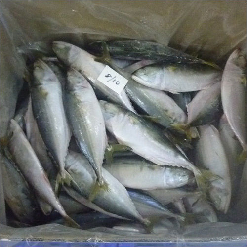 Frozen Indian Mackerel Fish