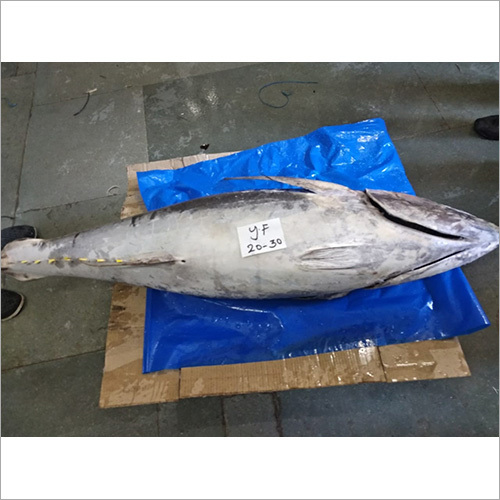 Frozen Yellowfin Whole Tuna Fish