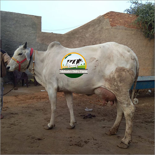 Pure Tharparkar Cow Gender Female At Best Price In Karnal Mahadev Dairy Farm