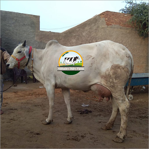 Pure Tharparkar Cow