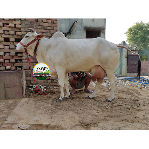 White Tharparkar Cow