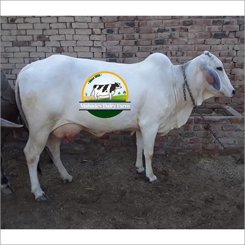 Tharparkar Breed Cow