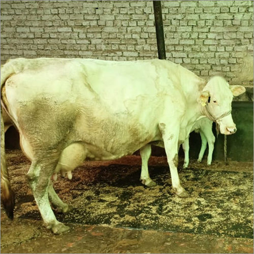 Denmark White HF cow