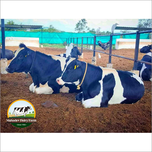 HF Cow for Gujarat