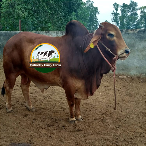 Pure Red Sindhi Cow