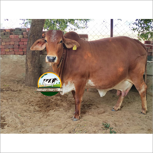 Dairy Farm Red Sindhi Cow