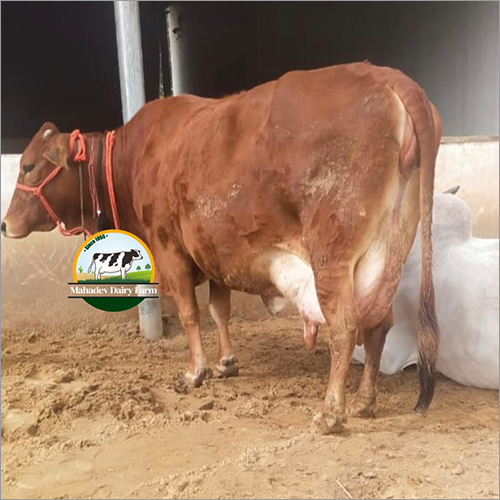 Indian Red Sindhi Cow