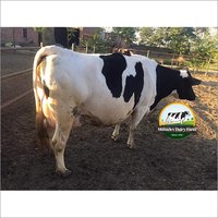 High Yield HF Cow