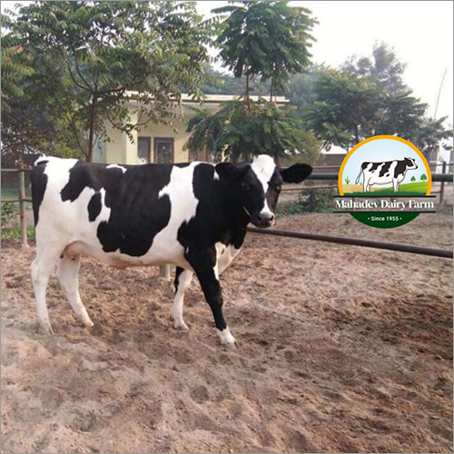 Pure HF Cow