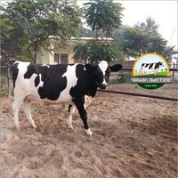 Pure HF Cow