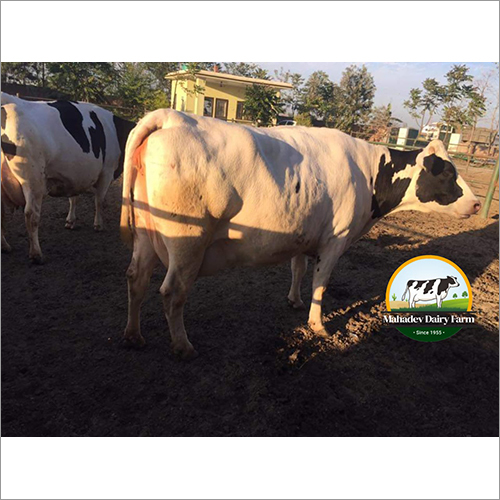 Pure HF Cow