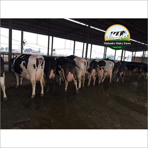 Pure HF Cow