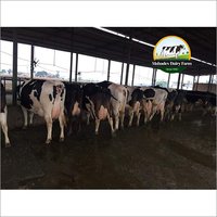 Pure HF Cow