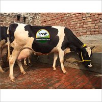 Pure HF Cow