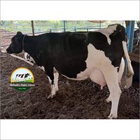 Pure HF Cow