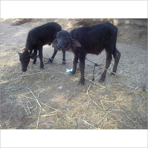 Murrah Buffaloes Calf