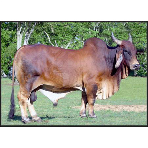 Sindhi Breed Bull
