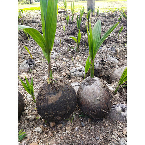 Coconut  Plant