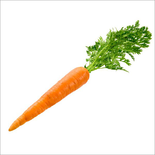 Fresh Carrot By KARATELA EXIM