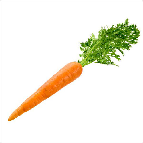 Fresh Carrot