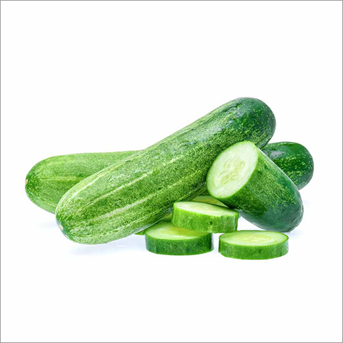 Fresh Cucumber By KARATELA EXIM