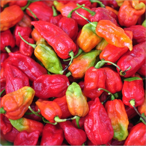 Bhut Jolokia