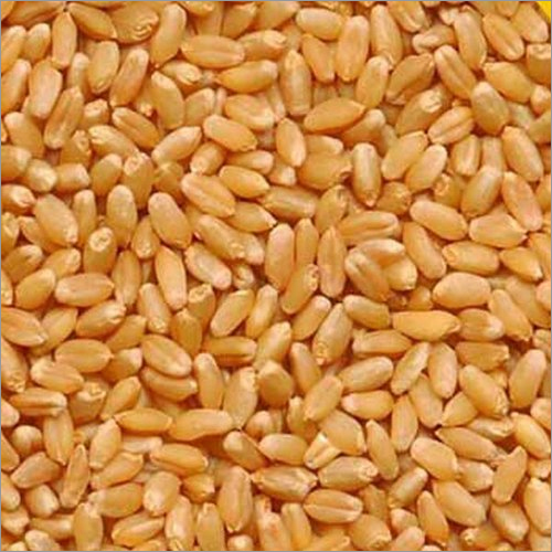 Brown Organic Sihor Wheat Grains