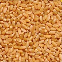 Organic Sihor Wheat Grains