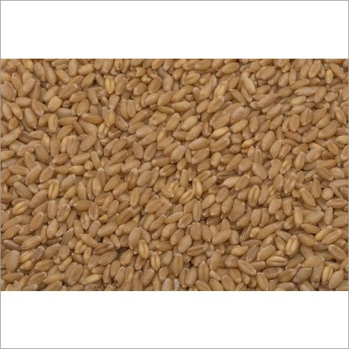 Organic Sharbati Tukdi Wheat