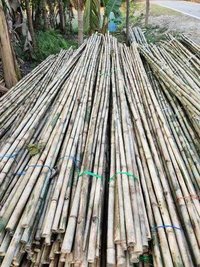 Treated bamboo sticks 12 feet long