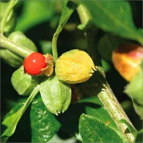 Ashwagandha Herbs