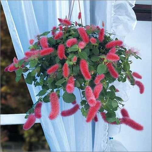 Hispida Hanging Plant