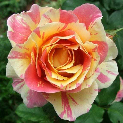 Fresh Rose Plant