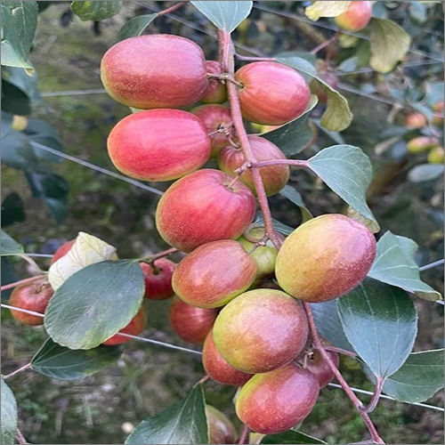 Apple Ber Red Plant