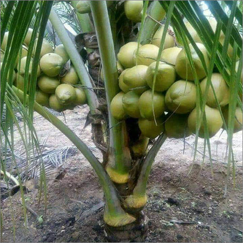 Green Coconut Plant