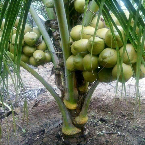 Green Coconut Plant