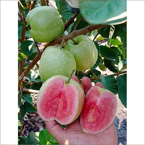 Japan Guava Plant By SRI SATYADEVA HARIVILLU