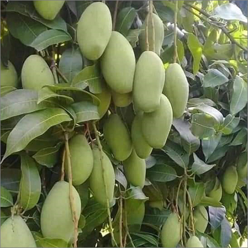 Mango Plant By SRI SATYADEVA HARIVILLU