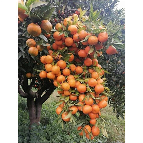 Orange Plant