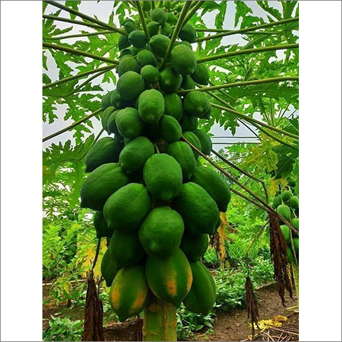 Papaya Plant By SRI SATYADEVA HARIVILLU