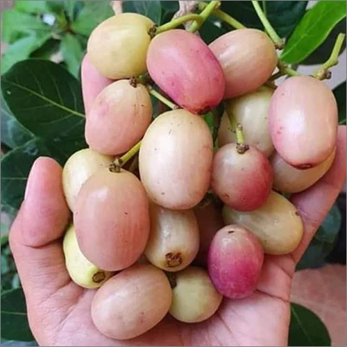 White Jamun Plant