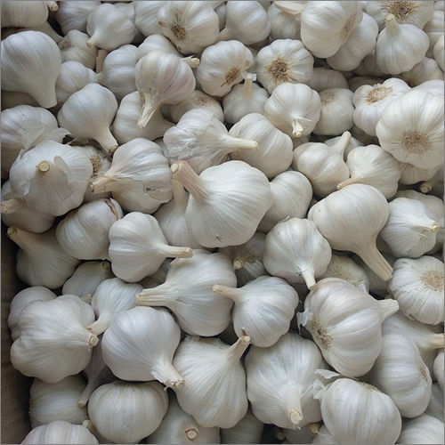 Hybrid Garlic